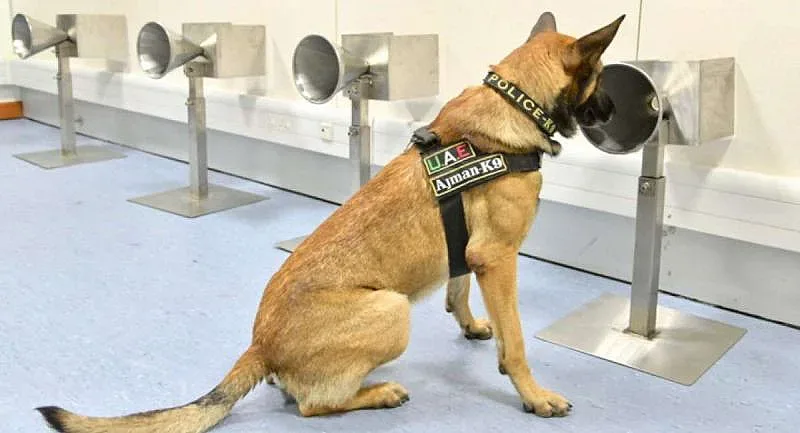 Кучета душат за коронавирус на летище