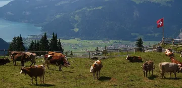 Швейцария ни чака, Германия ни спира