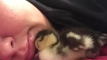 Жена измъти патенце в сутиена си