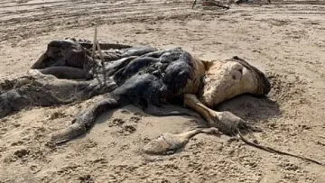 Мистериозно чудовище изхвърли морето