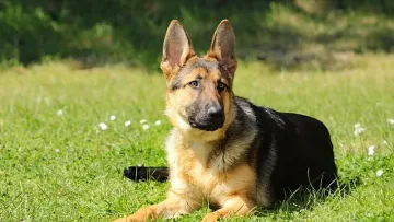 Почина куче с коронавирус