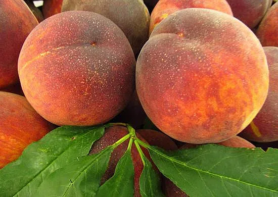 Прасковите са полезни при 50 болести