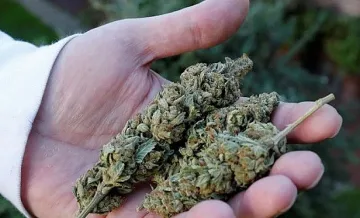 Разбиха огромна нарколаборатория за марихуана