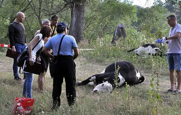 37 бона за фермера, останал без кравите си