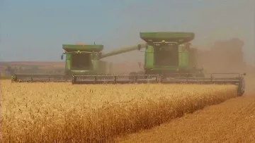 Слаба реколта от жито, рентите наполовина