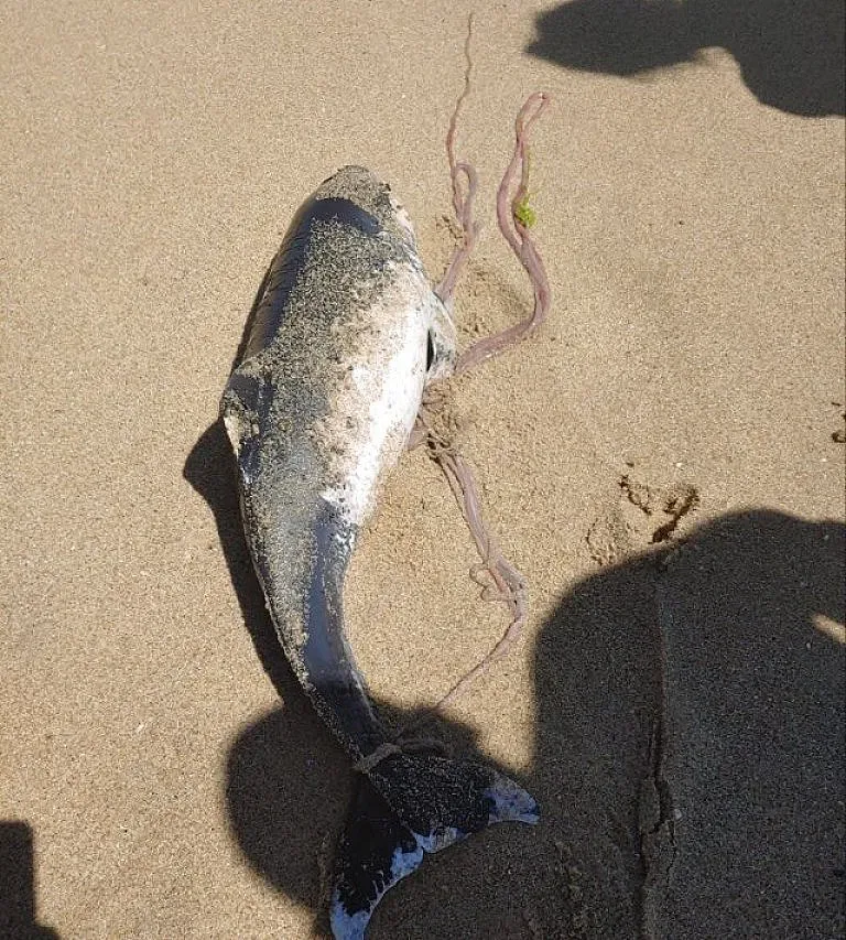 Мъртви делфинчета открити в Кара дере