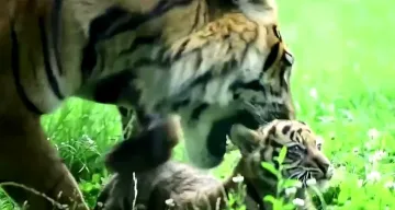 Фейсбук търси име за рядко бебе тигърче /ВИДЕО/