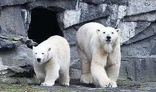Белите мечки пред изчезване заради климата