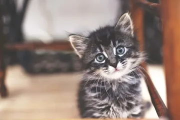 Бездомна котка помогна на семейство да забогатеят