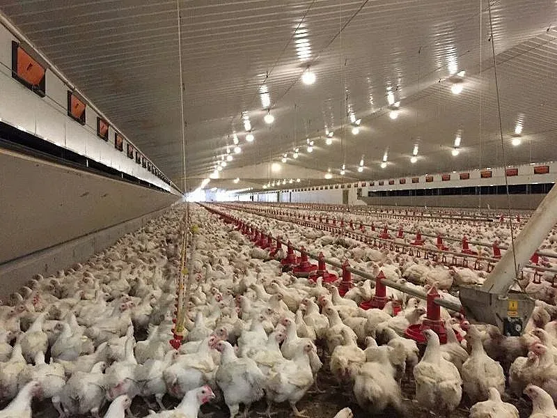 Ново огнище в кланица в Германия