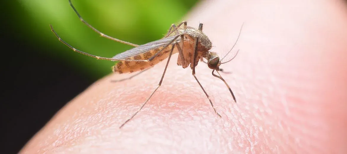 Внимание! Западнонилска треска в Гърция