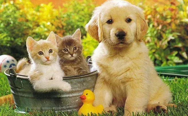 Домашните любимци ни пазят от депресия