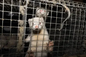 Избиват 100 000 норки заради коронавирус