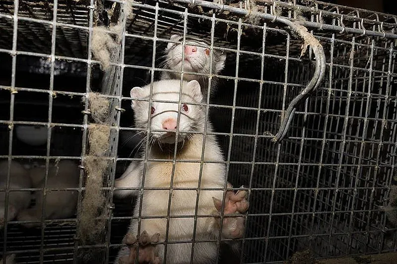 Избиват 100 000 норки заради коронавирус