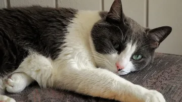 Котарак под карантина, след като дойде с лодка от Тунис