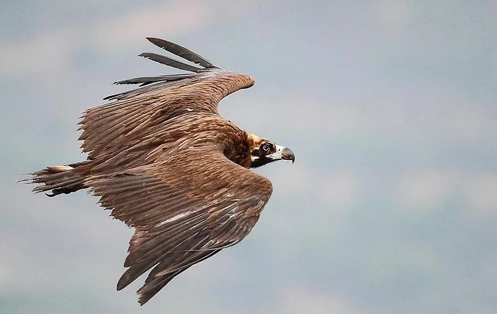 Еколози прибраха още милиони за черни лешояди