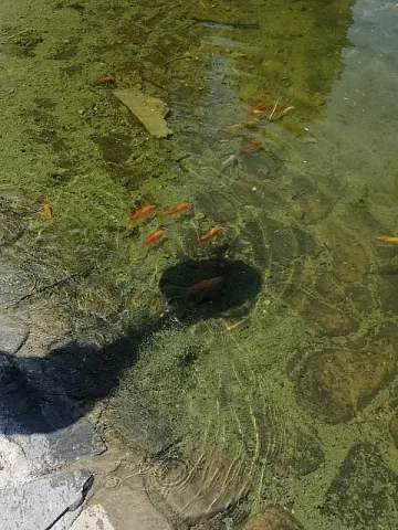 Нови обитатели има езерото в старозагорския парк "Артилерийски"