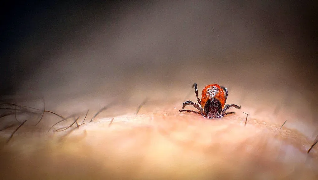 Кърлежите в атака, бум на ухапани