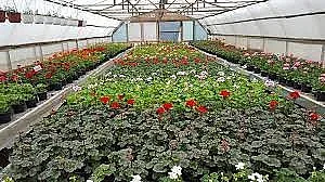 Българите се юрнаха да садят цветя