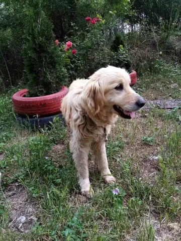 Вижте историята на Оскар от общинския приют, който търси семейство