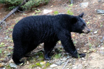 Осъдиха майка за хранене на дива мечка