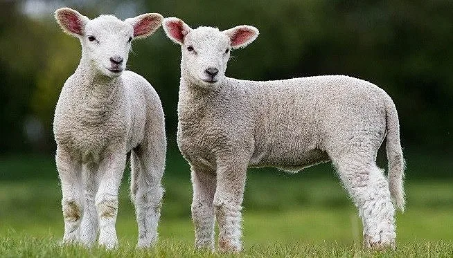 Агне циклоп втрещи Индонезия