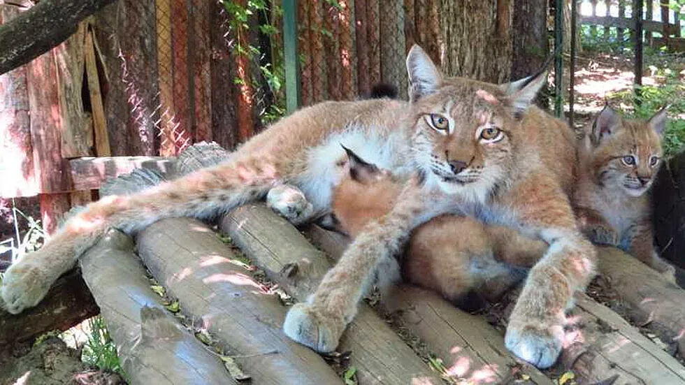 Бебета рисчета в Софийския зоопарк (ВИДЕО)