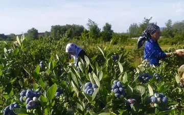 Американската боровинка – полезна, вкусна, нестандартна