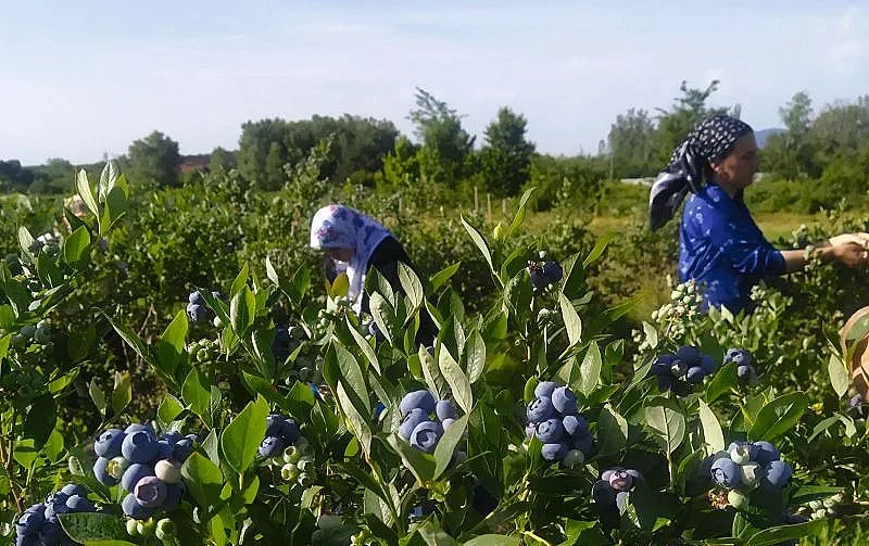 Американската боровинка – полезна, вкусна, нестандартна