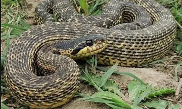 Смок влезе в столичен блок