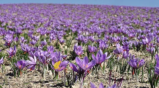 Невиждано: Ограбиха 10 кг от червеното злато