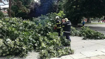 Дърво падна върху 2-годишно, то оцеля по чудо