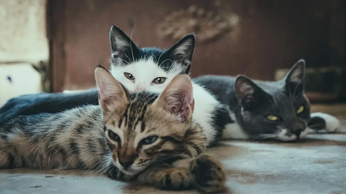 Сприятеляват ли се котките с други котки? Експерти казаха истината