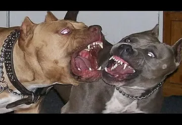 Деца насъскали питбули да убият коза