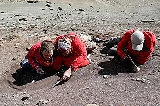 Изследователи откриха зъб на 74 милиона години