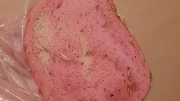 Тровят кучета с розов хляб във Варна