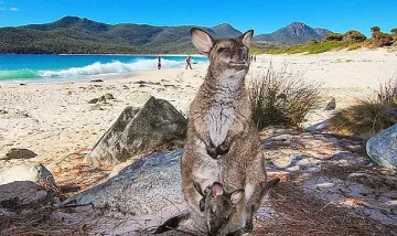 Тасмания победи Ковид-19