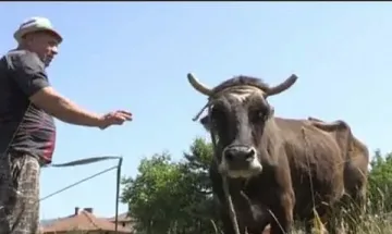 Прочутата крава Пенка остава без дом