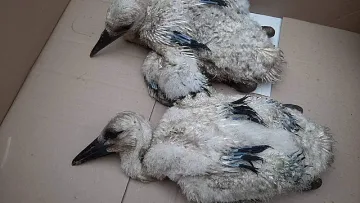 Спасиха щъркелчета, пострадали от буря