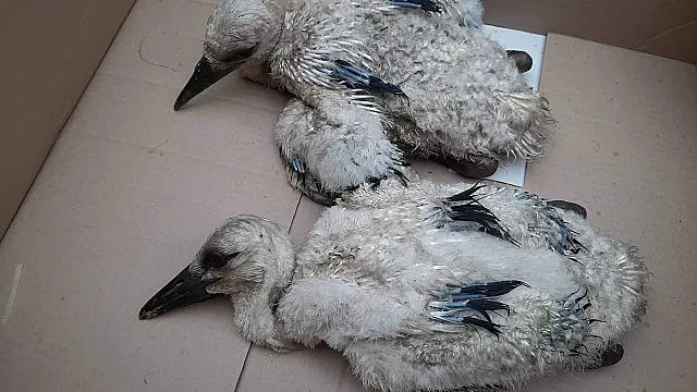 Спасиха щъркелчета, пострадали от буря