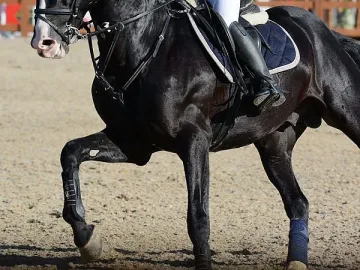 Жокей лежи 20 години за смъртта на коня си