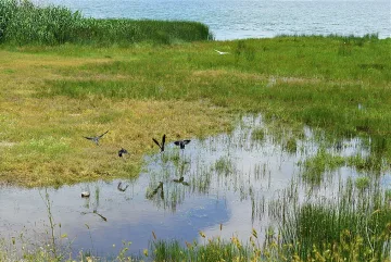 Масова дезинфекция в Бургас срещу комари