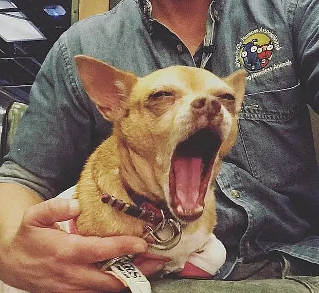 Защо кучетата се прозяват толкова често