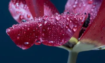 Кратки дъждове ще придружават топлото юнско време