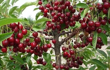 Стрелят по деца, откъснали череши