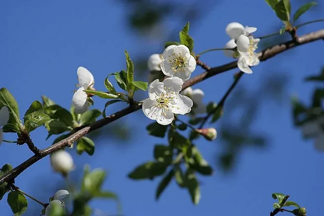 Нова гражданска инициатива