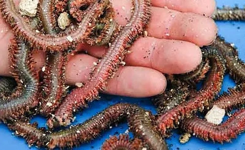 Наказват в Китай с гълтане на червеи