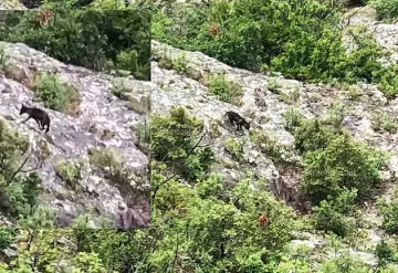 Два вълка пазят тракийско светилище в Родопите