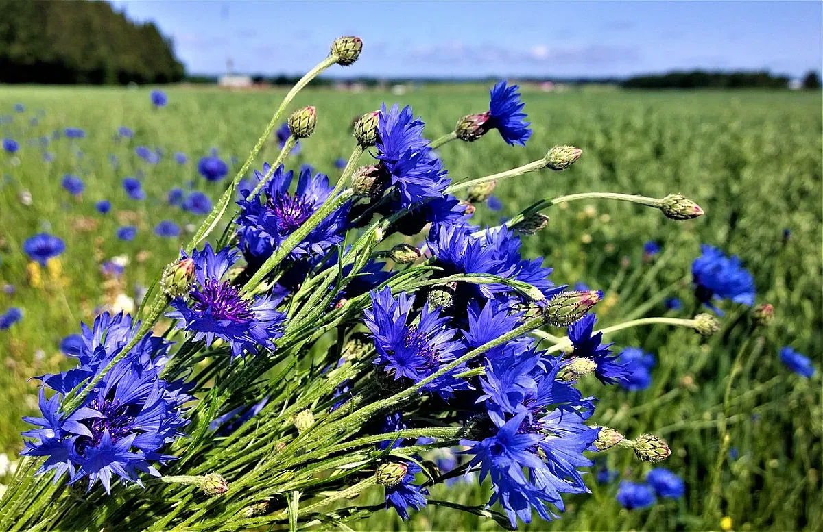 Времето през юни ще се лута между 7 и 37 градуса