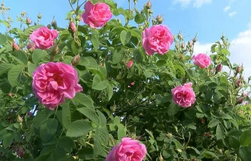 Карлово чака туристи да варят розово масло